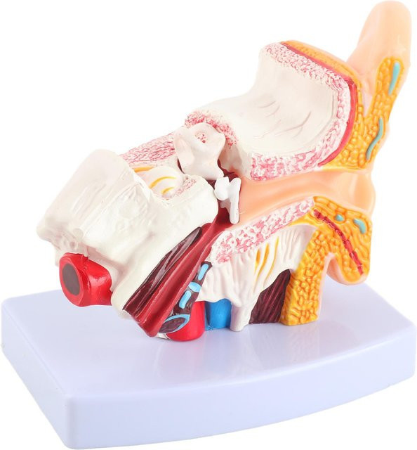 GoolRC Ohr Modell Anatomie 1.5:1, Vergrößertes Wissenschaftliches Professionelles Simulations Kleines Menschliches Anatomiemodell, beige - Bild 1