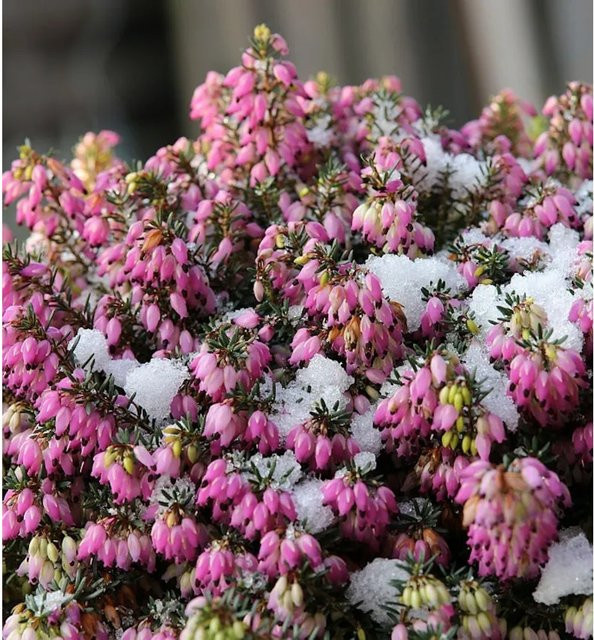 10x Winterheide Erica carnea für Balkon und Heidegarten - Bild 1