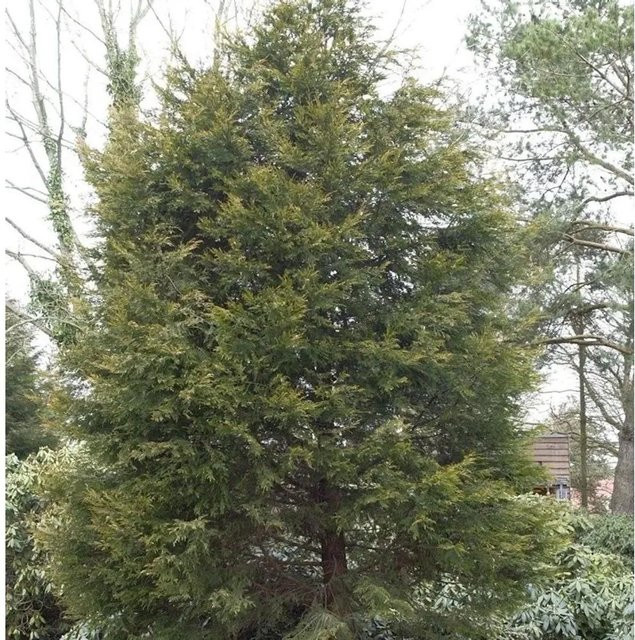 Leyland-Zypresse Castlewellan Gold Cupressocyparis leylandii als Heckenpflanze für deinen Garten, Höhe: 150 cm - Bild 1