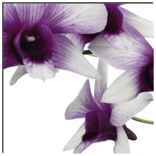 mySPOTTI Küchenrückwand Orchidee lila aus Aluverbund B: 220,0 cm, H: 60,0 cm - Bild 3