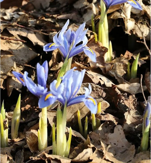 Winteriris Alida Iris reticulata als mehrjährige Pflanze für Steingärten - Bild 1