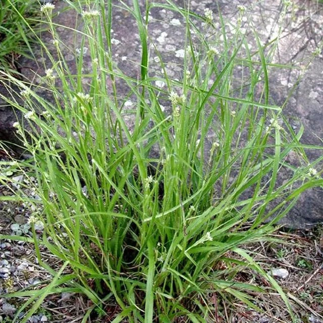 6er Set Schnee-Hainsimse Luzula nivea von arborix, pflegeleichte immergrüne Staude für Garten und Wohnraum, Topfgröße 9 cm - Bild 1
