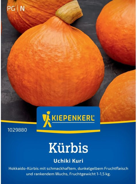 Kiepenkerl Uchiki Kuri Kürbis, orange - Bild 1