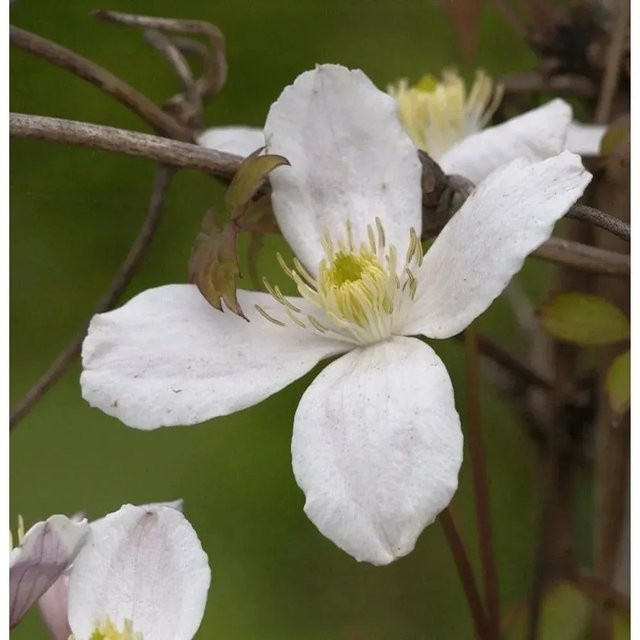Clematis montana Berg Waldrebe Grandiflora weiße Kletterpflanze 40-60 cm von Nr-01.de - Bild 1