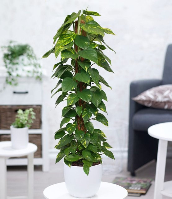 Efeutute an Moosstab Höhe: 110-120 cm - Bild 1
