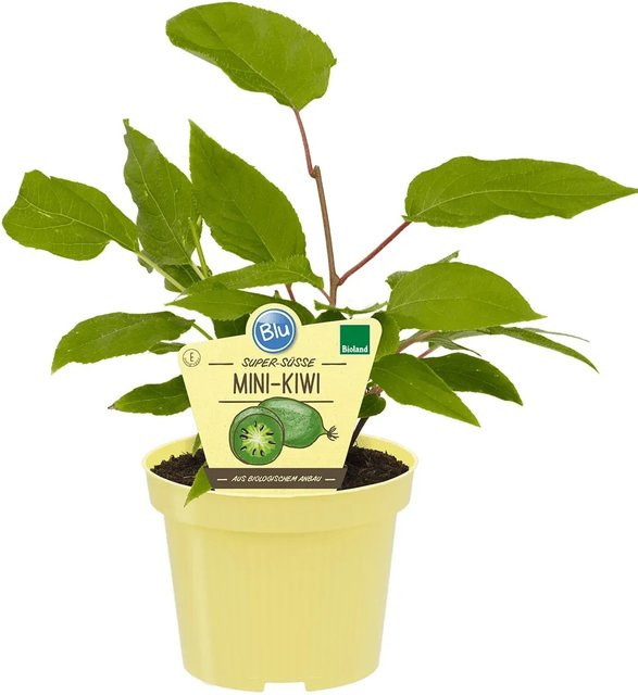 Blu Bio Mini-Kiwi Arguta Weiblich Actindia Topf-Ø ca. 12 cm - Bild 1
