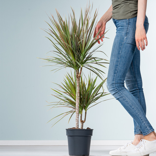 Drachenbaum Dracaena marginata Bicolor von BLUME2000 als robuste Zimmerpflanze - Bild 1