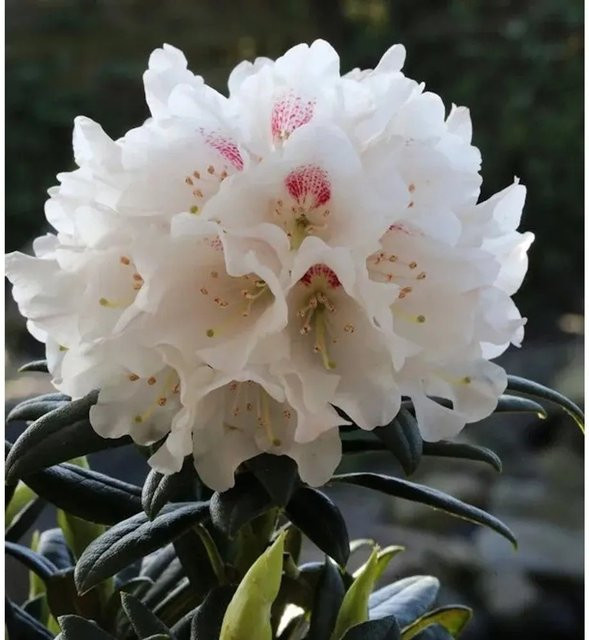 Wildart Rhododendron Roxieanum Blewbury weiß 30-40cm - Bild 1