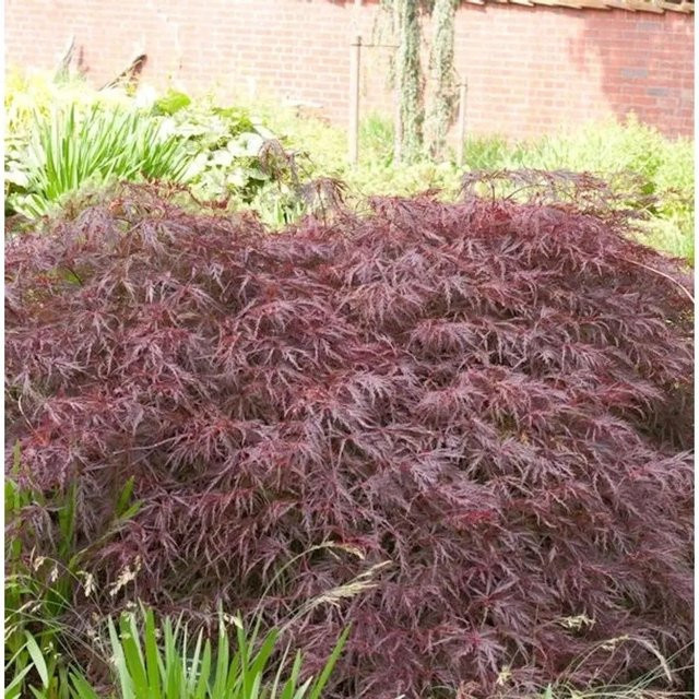 Acer palmatum Garnet Dunkelroter Schlitz-Ahorn für die Kübelpflanzung, Höhe: 60-70 cm - Bild 1