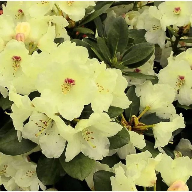 Rhododendron Flava Alpenrose Hochstamm Gelb Nr-01.de Höhe: 80-100 cm - Bild 1