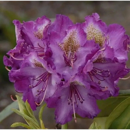 Rhododendron Alpenrose von Bohlkens Lupinenberg als Heckenpflanze für den Garten