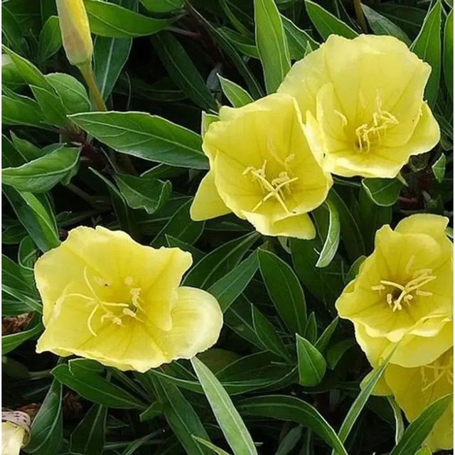 Duftende Nachtkerze Yella Fella Oenothera pilosella gelbe Staude für Garten und Staudengarten - Bild 1
