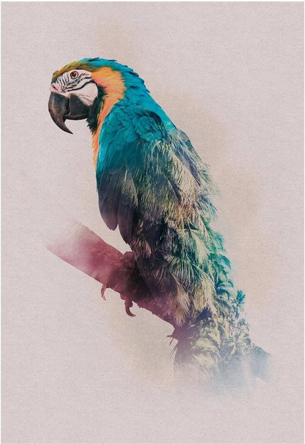 Komar Wandbild Animals Parrot Paper Poster Multicolor B: 50 cm, H: 70 cm - Bild 1