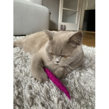 Kater Kasimir, 10 Filzwürmer, handgerollt aus echtem Wollfilz - Bild 2