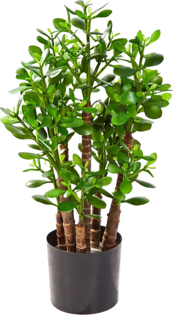 Künstlicher Geldbaum von Aplanta, Tischmodell, Höhe: 60 cm - Bild 1