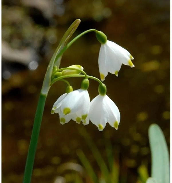 Sommer-Knotenblume Leucojum aestivum weiße Staude für den Garten von Nr-01.de - Bild 1