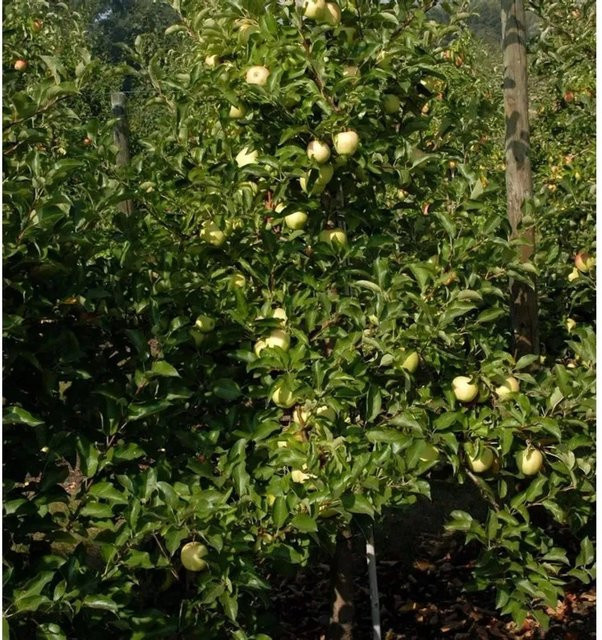 Gelber Osterapfel Apfelbaum von Nr-01.de, gelbe Früchte, Höhe: 60-80 cm - Bild 1