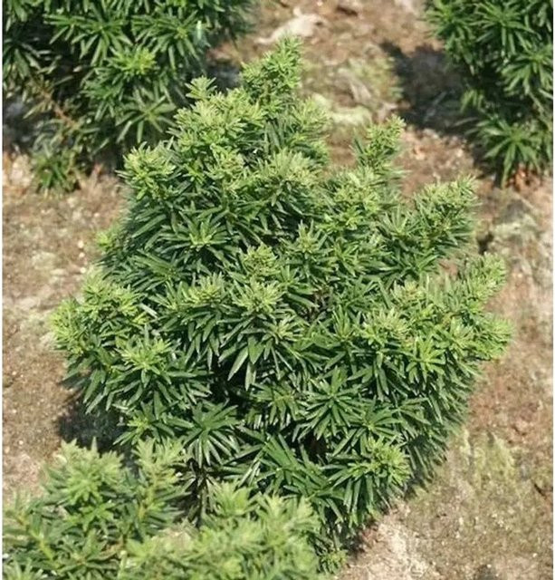 Zwerg Eibe Fips Taxus baccata Grün Garten Nadelgehölz 15-20 cm - Bild 1
