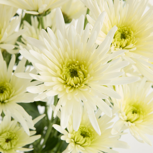 Blume2000 Weiße Chrysanthemen 'Spider' Schnittblumen - Bild 1