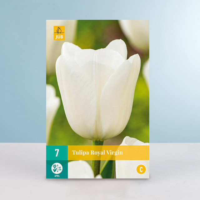 Triumph Tulpe Royal Virgin Blumenzwiebeln von BLUME2000 (7 Stück) - Bild 1