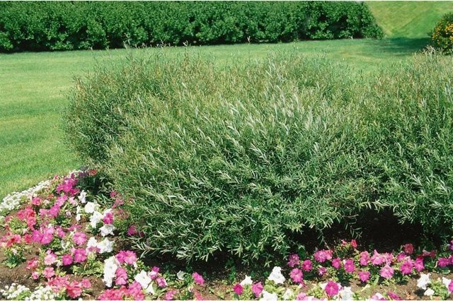 Salix purpurea Nana Purpurweide von Pflanzen für dich, Höhe: 60-100 cm - Bild 1
