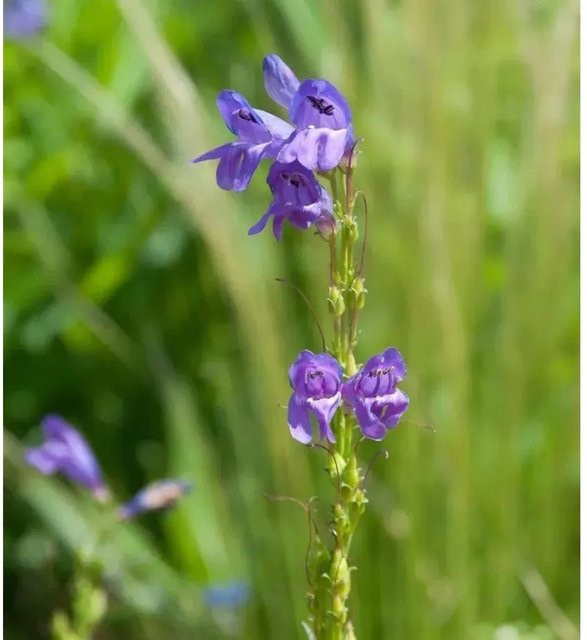 Penstemon strictus Aufrechter Bartfaden lila Gartenpflanze von Nr-01.de - Bild 1