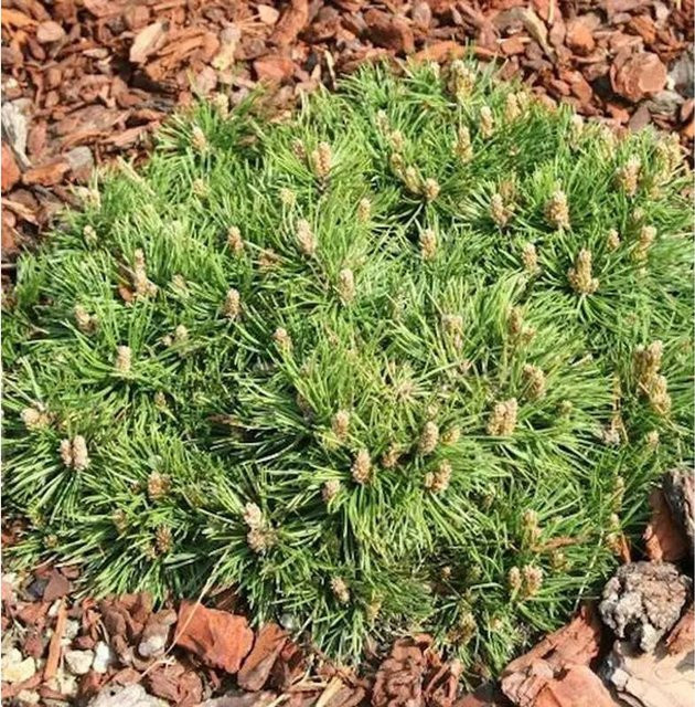 Zwerg Hakenkiefer Pinus uncinata Grüne Welle, 15-20 cm - Bild 1