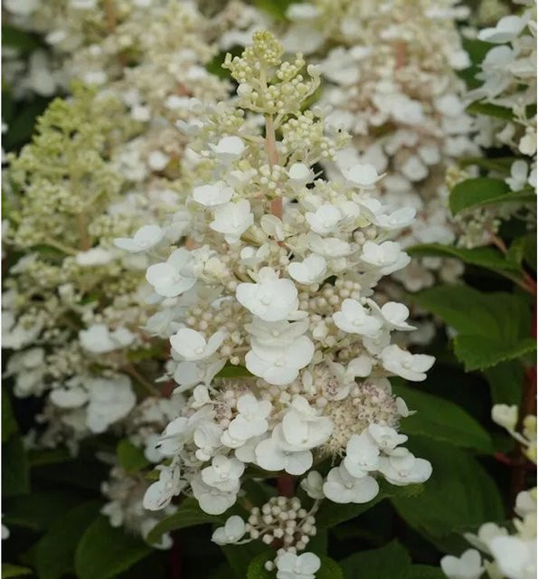 Rispenhortensie Baby Lace Hydrangea paniculata in Weiß von Nr-01.de - Bild 1