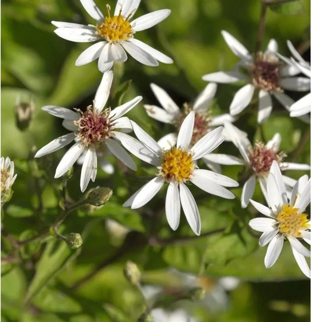 Aster schreberi weiße Staude für den Garten - Bild 1