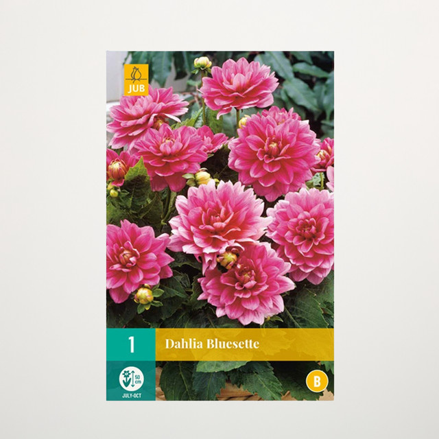 Zwerg-Dahlie Bluesette Knolle von BLUME2000 - Bild 1