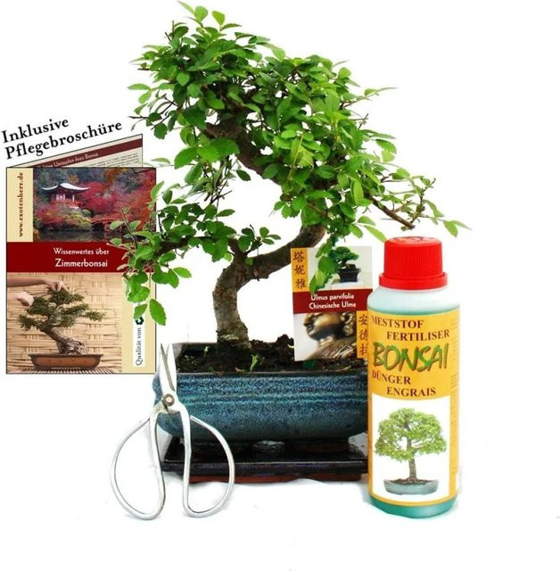 Exotenherz Bonsai Geschenkset Chinesische Ulmus Ulmus in grünem Keramiktopf, ca. 6 Jahre alt, ideale Zimmerpflanze für Anfänger - Bild 1