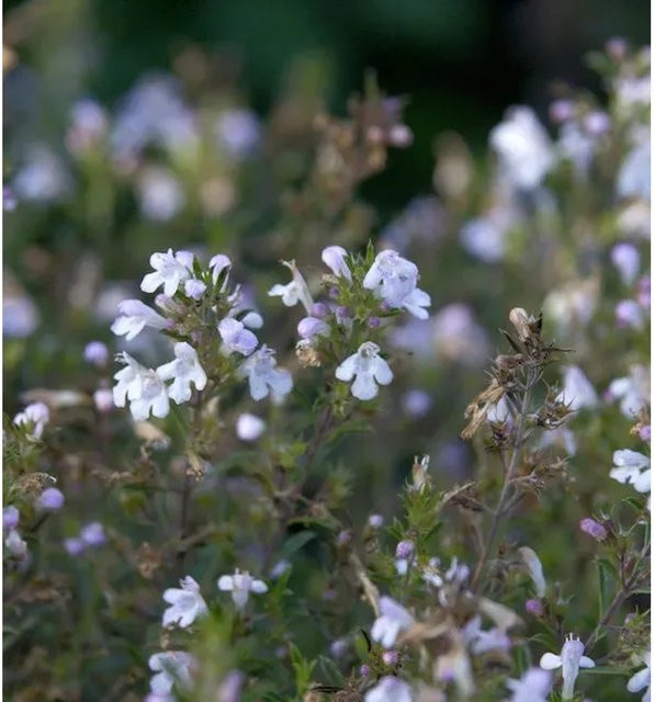 Zitroniges Bergbohnenkraut Satureja montana von Nr-01.de für deinen Garten - Bild 1