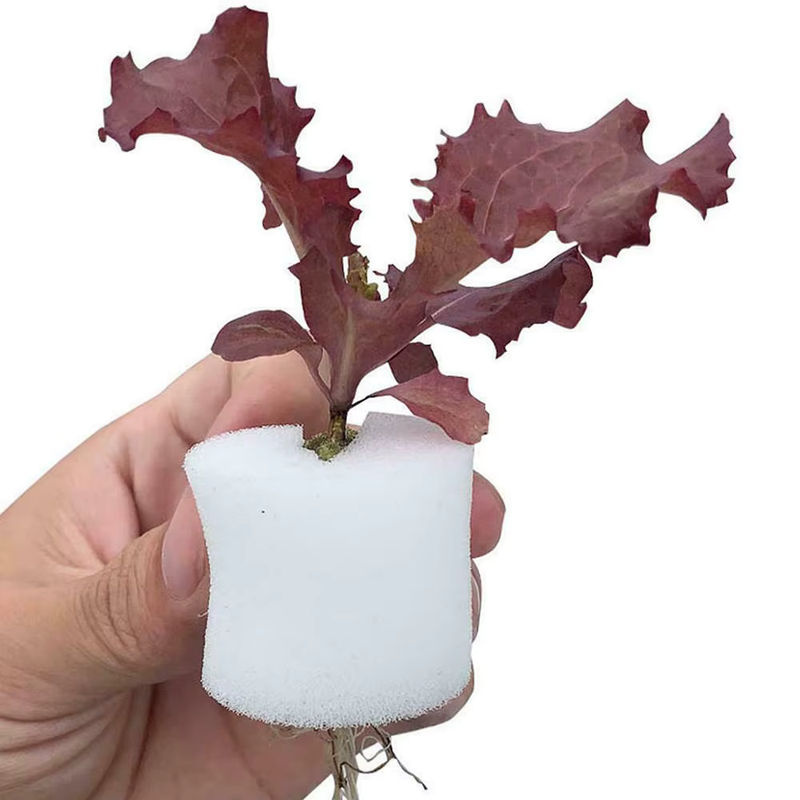 50er Set Hydrokultur Tassen und Zylinder Schwämme für Orchideen und Garten, transparent - Bild 6