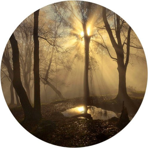 K&L Wall Art Vliestapete Cuadrado Wald Lichtung Natur, runde Wandgestaltung in Mehrfarbig und Matt, B/H: 153 x 140 cm - Bild 1