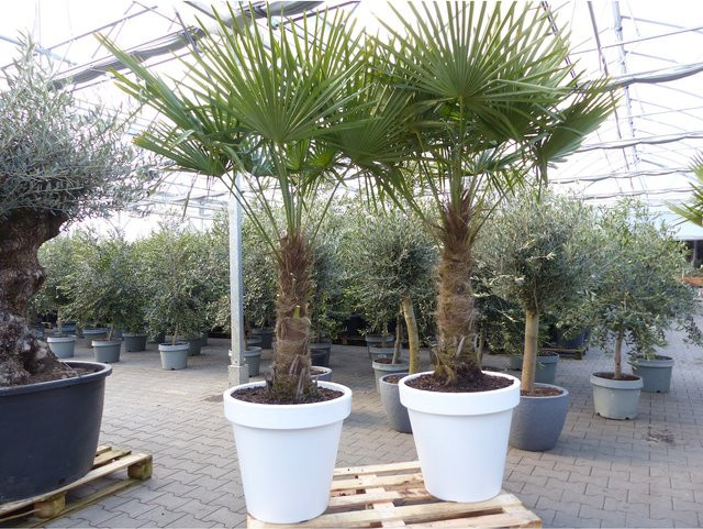 Winterharte Hanfpalme Trachycarpus fortunei von Grünwaren in Höhe 230 cm mit Stamm 80 cm inklusive weißem Pflanzkübel - Bild 1
