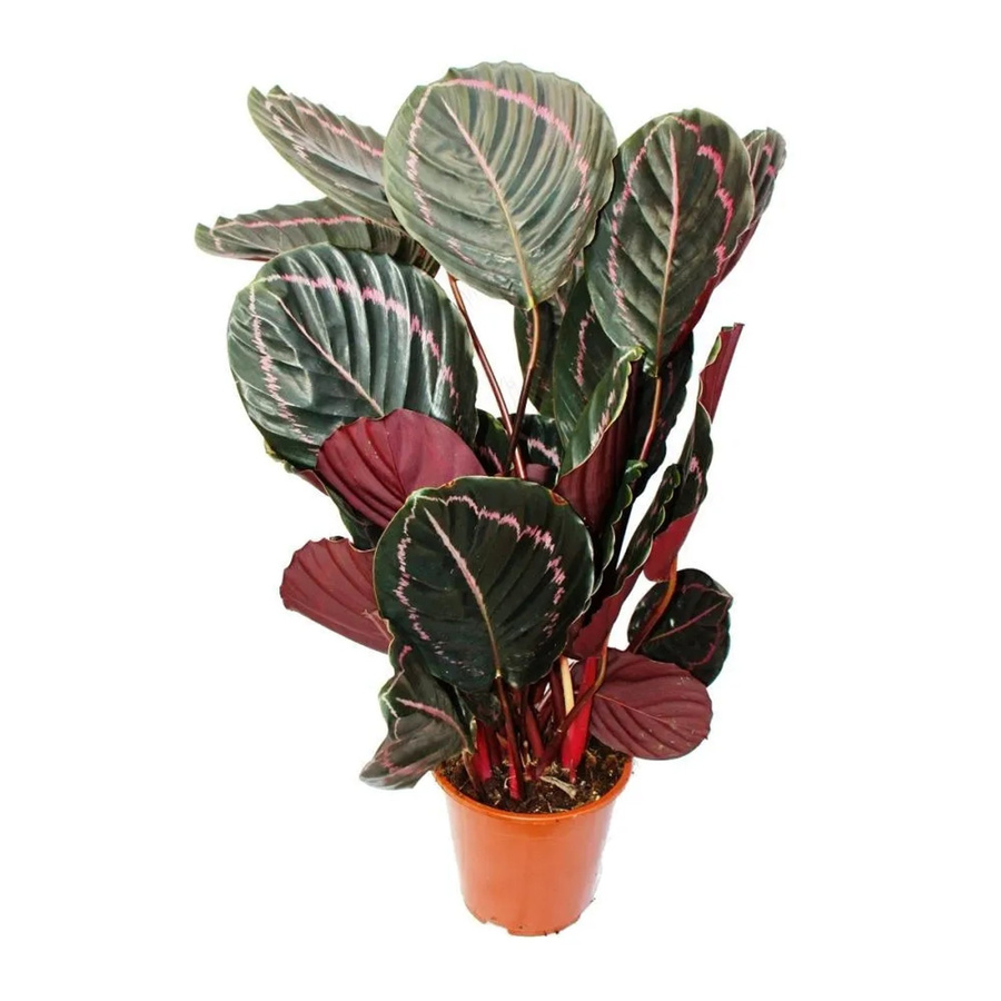 Exotenherz Calathea Dottie Schattenpflanze mit ausgefallenem Blattmuster in Schwarz, Pink und Grün, Höhe: 60 cm, Topf-Durchmesser: 17 cm - Bild 2