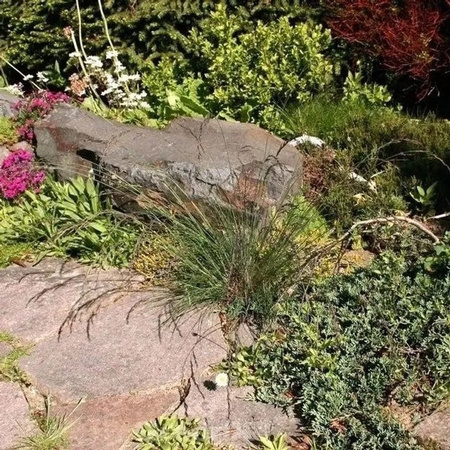 Festuca amethystina Regenbogenschwingel Red Point Stauden im Topf, mehrfarbig (Rot, Blau, Lila)