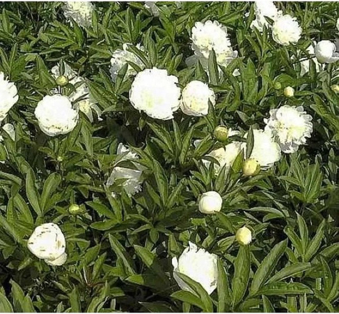 Edelpfingstrose Charlies White Paeonia actiflora weiße Staude für den Garten
