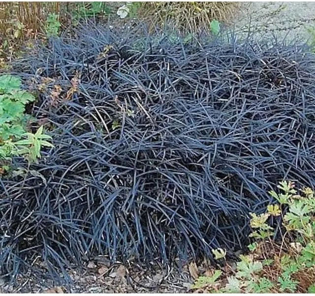 Dunkelblättriger Schlangenbart Niger Ophiopogon planiscapus als Bodendecker in Topf, Schwarz-Violett - Bild 1