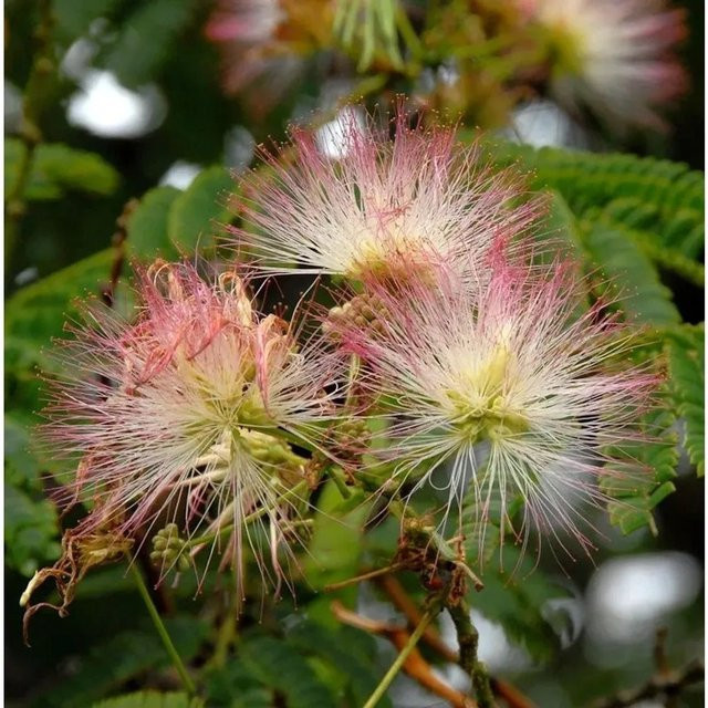 Seidenakazie Albizia julibrissin Schlafbaum mit pinken Blüten, Höhe: 125-150 cm - Bild 1