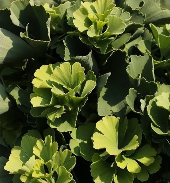 Ballförmiger Ginkgobaum Ginkgo biloba von Nr-01.de für den Garten, Höhe: 35,0 cm - Bild 1