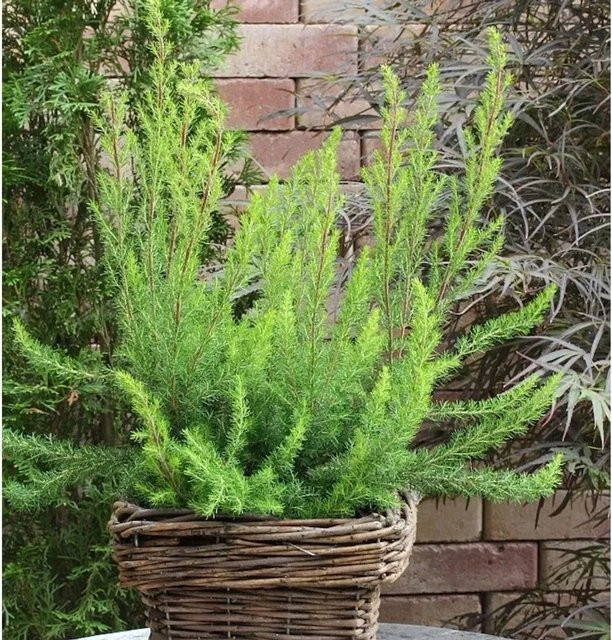 10x Baumheide Alpina Erica arborea für deinen Garten - Bild 1