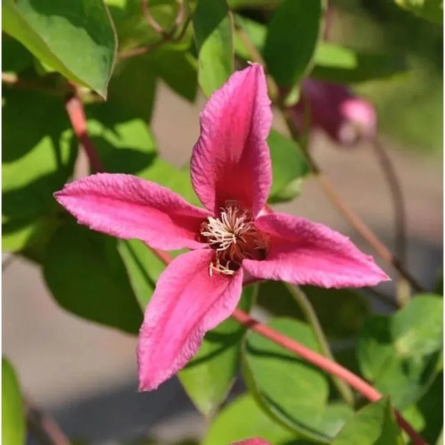 Clematis texensis Englische Waldrebe Princess Diana Kletterpflanze für den Garten - Bild 1