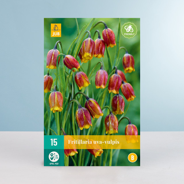 BLUME2000 Fuchstrauben-Schachblume mit 15 Zwiebeln - Bild 1