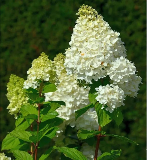 Rispenhortensie Magical Moonlight Hydrangea paniculata weiß von Nr-01.de, Höhe: 40-60 cm - Bild 1