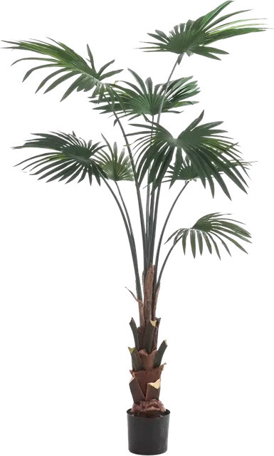 Künstliche Livistona Palme Aron von Aplanta, Höhe: 150 cm - Bild 1