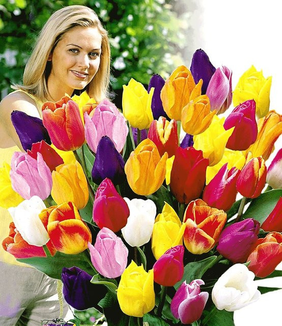 Schnitt-Tulpen-Mischung - Bild 1