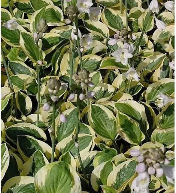 Hosta tokudama Funkie Brim Cup blaugrüne Staude von Nr-01.de - Bild 1