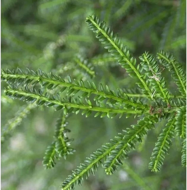 Kurznadlige Eibe Rushmore Taxus baccata, Grün, Höhe: 50-60 cm - Bild 1