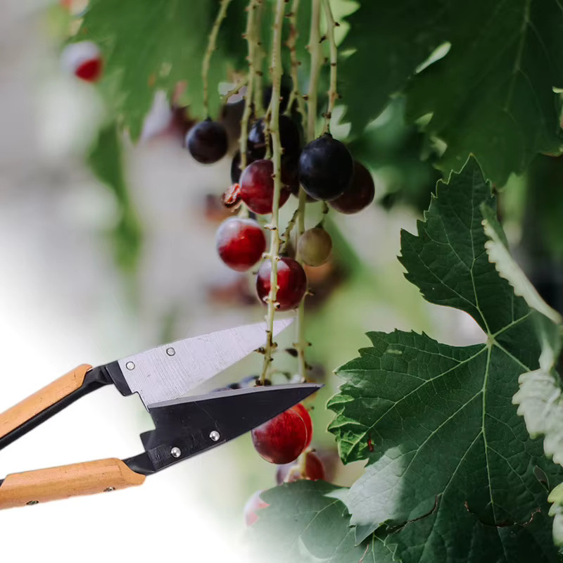TOTNEND 13-Zoll Ergonomische Gartenschere für Zwiebeln, Schafe und Wollpflege - Bild 2